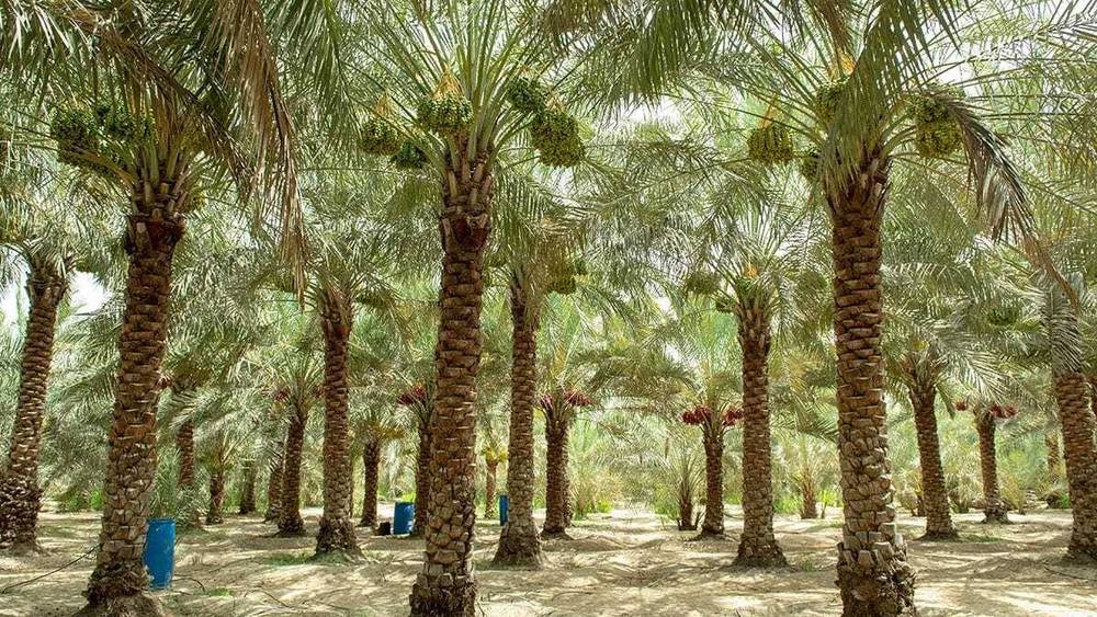 استراتيجية متكاملة ومبتكرة لتنمية زراعة النخيل وإنتاج التمور في أبوظبي