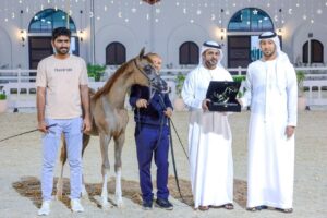 برعاية منصور بن زايد .. منافسات قوية في البطولة الرمضانية الأولى لجمال الخيل العربية