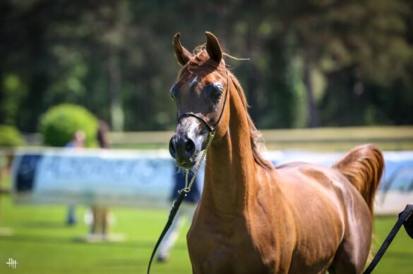 منصور بن زايد رابع بطولات كأس الإمارات العالمي لجمال الخيل العربية في ضيافة فاونتينبلو الفرنسية