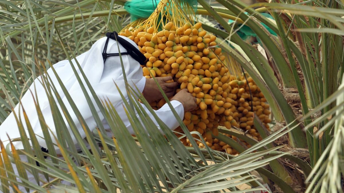 تباشير الرطب.. احتفاء بمواسم الخير في الإمارات