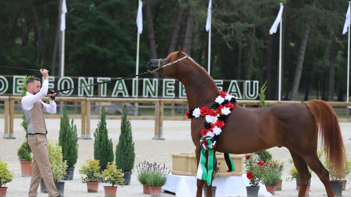 برعاية منصور بن زايد.. إقامة البطولة السادسة من كأس الإمارات العالمي لجمال الخيل العربية في مصر