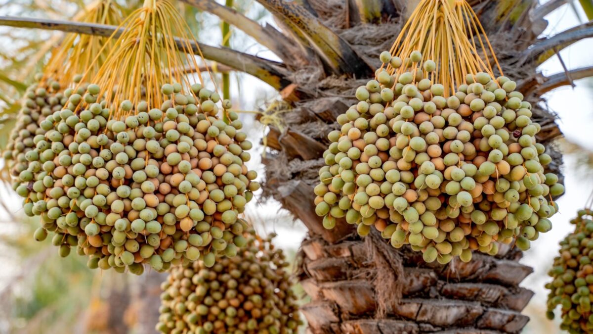 الصيف في الإمارات .. حنين وذكريات وتفاصيل لا تغادر الوجدان