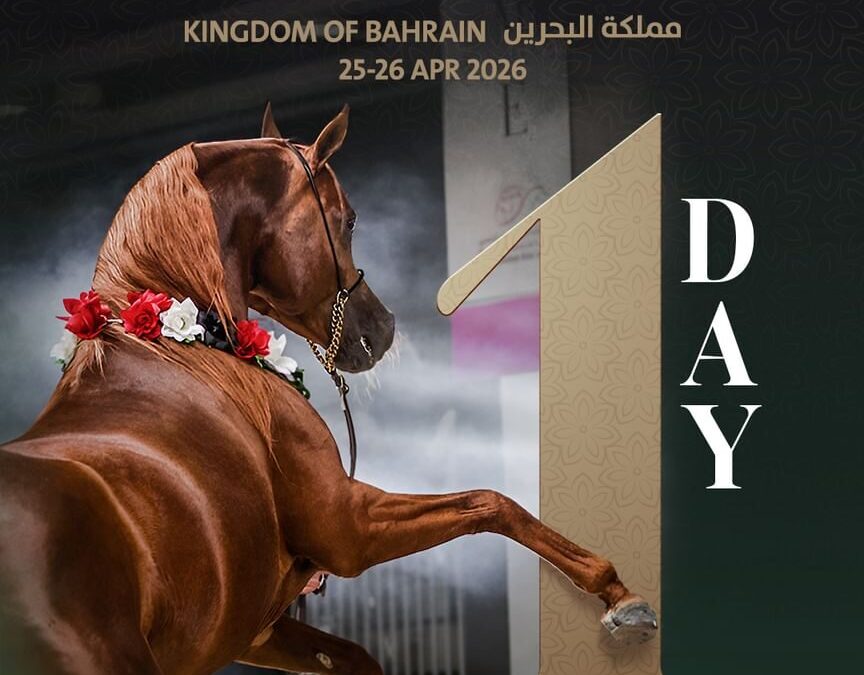 البحرين تستضيف الجولة الثانية لكأس الإمارات العالمي لجمال الخيل العربية بمشاركة 106 خيول