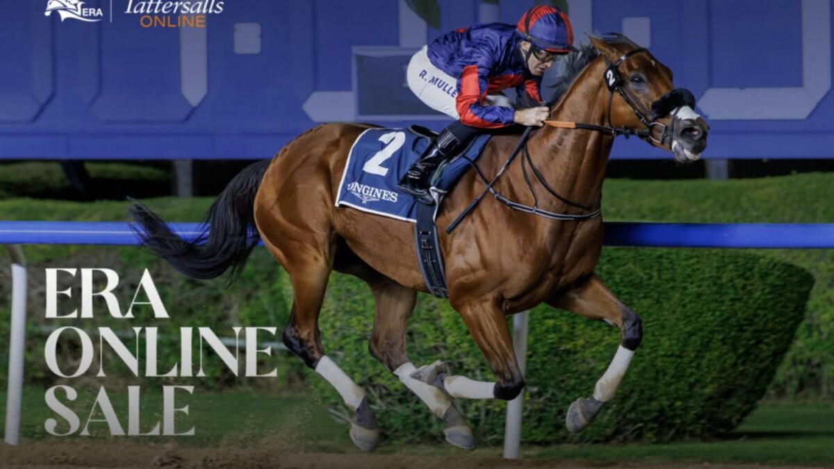 مزاد هيئة الإمارات لسباق الخيل يسجل مشاركة قياسية بزيادة %154